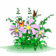 butterflies